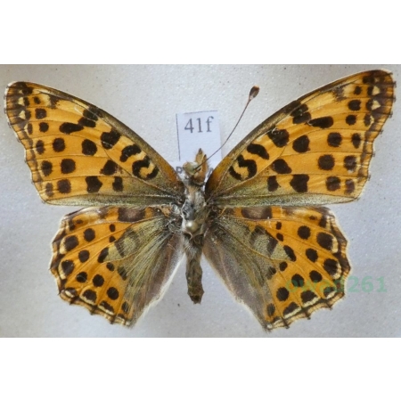Issoria lathonia (Linnaeus, 1758) male Dostojka latonia Czech41f